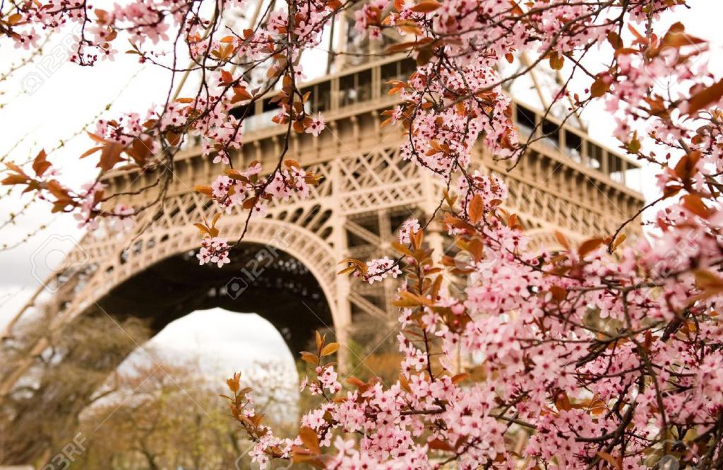 10431806-Spring-in-Paris-Bloomy-cherry-tree-and-the-Eiffel-Tower-Focus-on-flowers-Stock-Photo