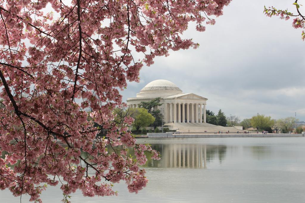 Cherry_Blossom,_April_12,2013_263_(2)