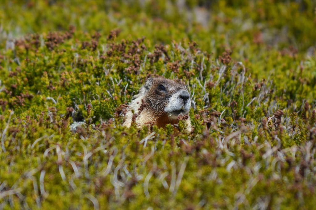 Yosemite National Park Yellow Bellied Marmot The Art of Travel