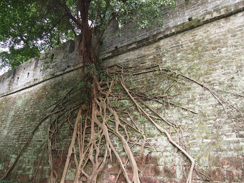 Guangzhou City Guide The Art of Travel Yuexiu Park Ming Dynasty Wall Tree