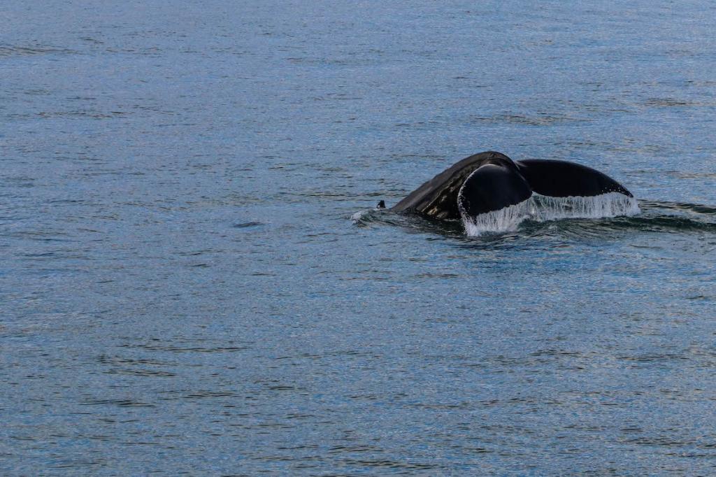 North Iceland Travel Guide The Art of Travel humpback whale safari finn