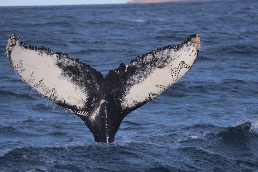 North Iceland Travel Guide The Art of Travel humpback whale safari finn tale