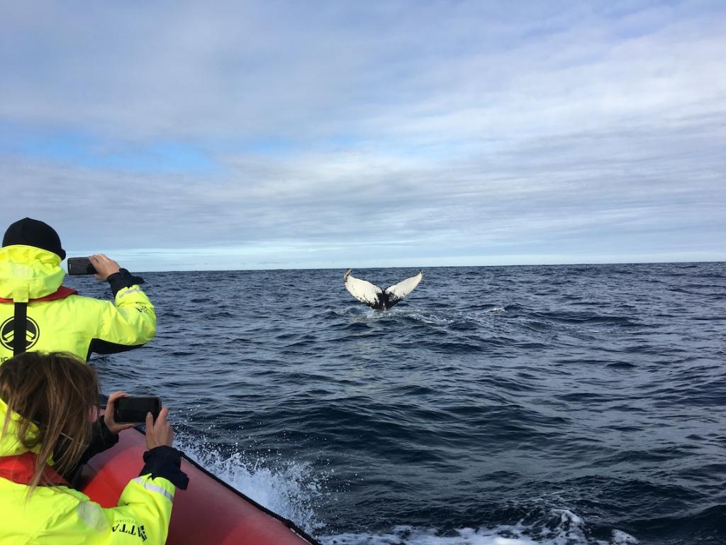 North Iceland Travel Guide The Art of Travel humpback whale tale