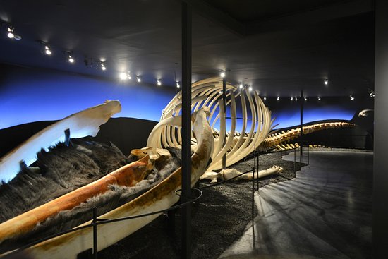 North Iceland Travel Guide The Art of Travel husavik Whale museum