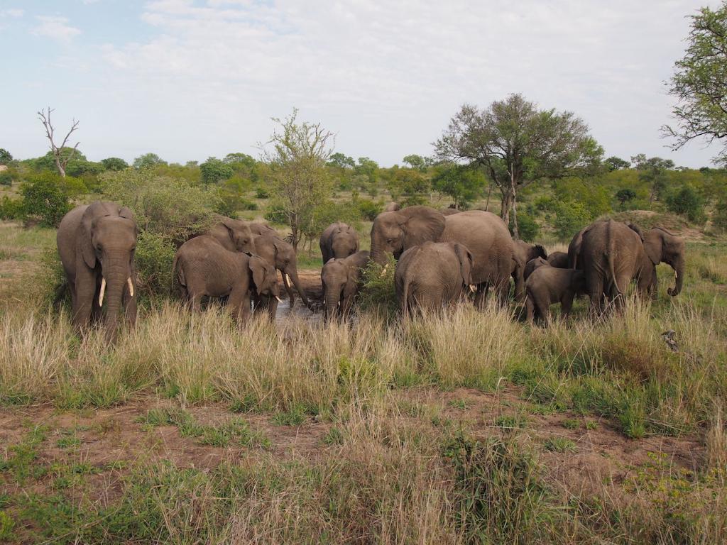 Safari in a private game reserve in South Africa The Art of Travel The Big Five elephants morning bathing