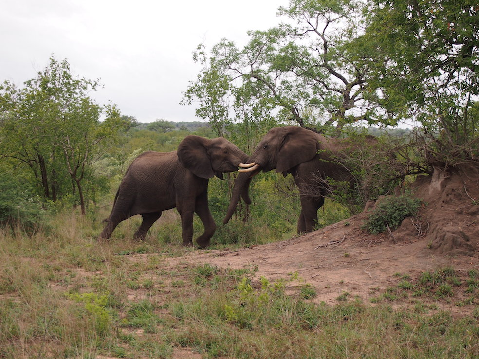 Safari in a private game reserve in South Africa The Art of Travel The Big Five elephants fighting playing