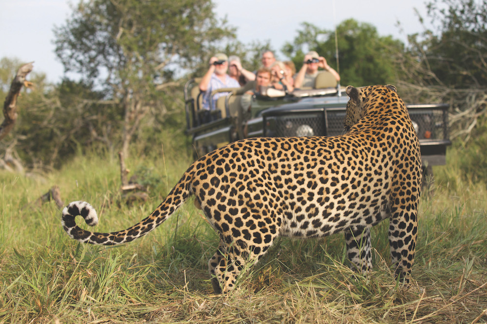 Safari in a private game reserve in South Africa The Art of Travel The Big Five Leopard