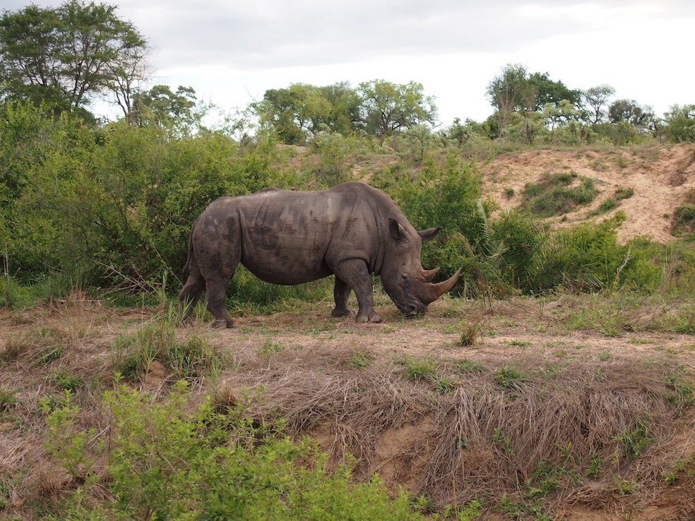 Safari in a private game reserve in South Africa The Art of Travel The Big Five rhinoceros