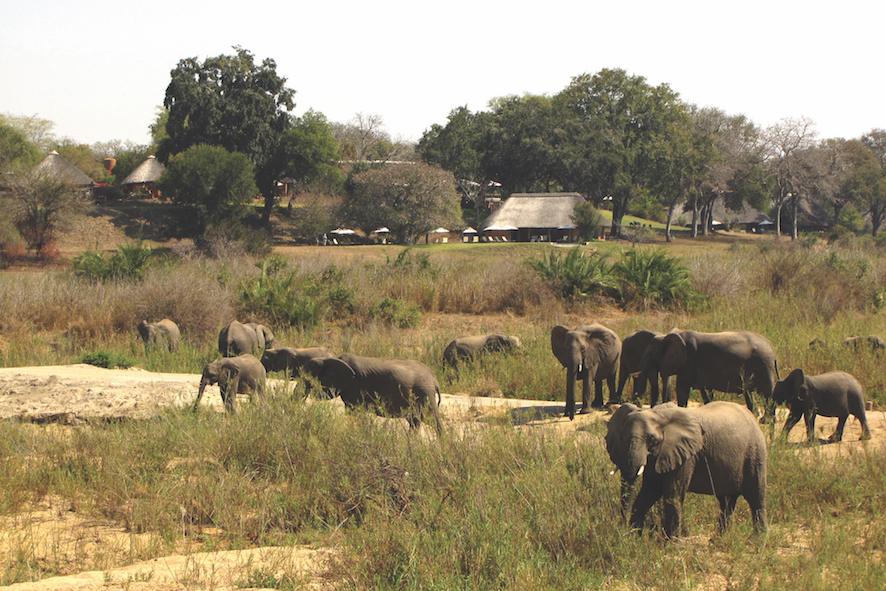 Safari in a private game reserve in South Africa The Art of Travel The Big Five Mala Mala elephants