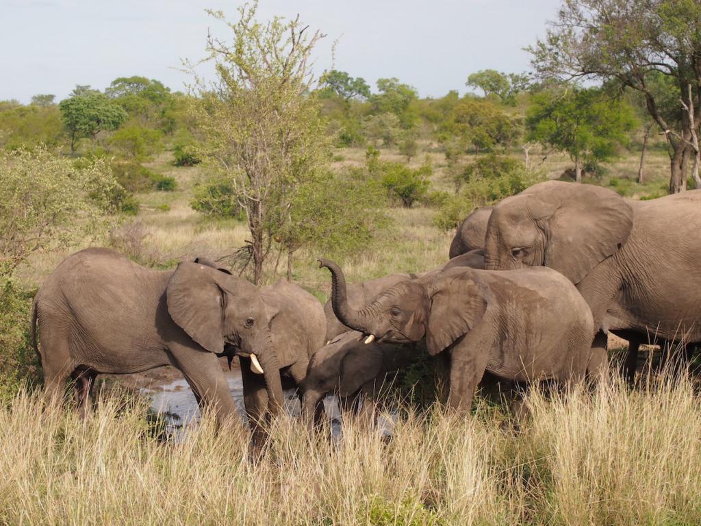 Safari in a private game reserve in South Africa The Art of Travel The Big Five elephants bathing