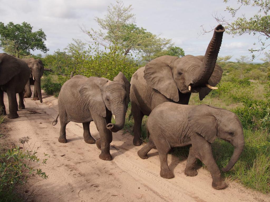 Safari in a private game reserve in South Africa The Art of Travel The Big Five elephants trunk