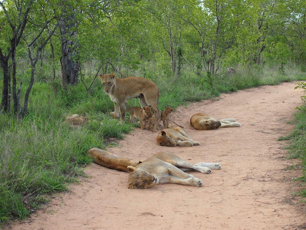 Safari in a private game reserve in South Africa The Art of Travel The Big Five pride of lions cubs