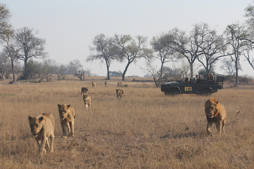 Safari in a private game reserve in South Africa The Art of Travel The Big Five pride of lions
