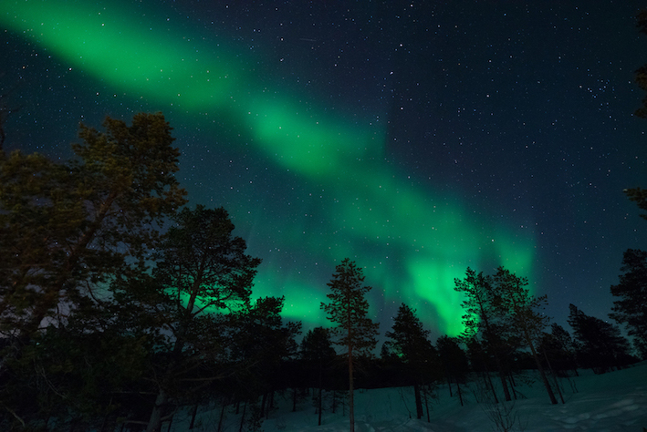 Travel guide to Tromsø in Norway The Art of Travel Northern Lights forest