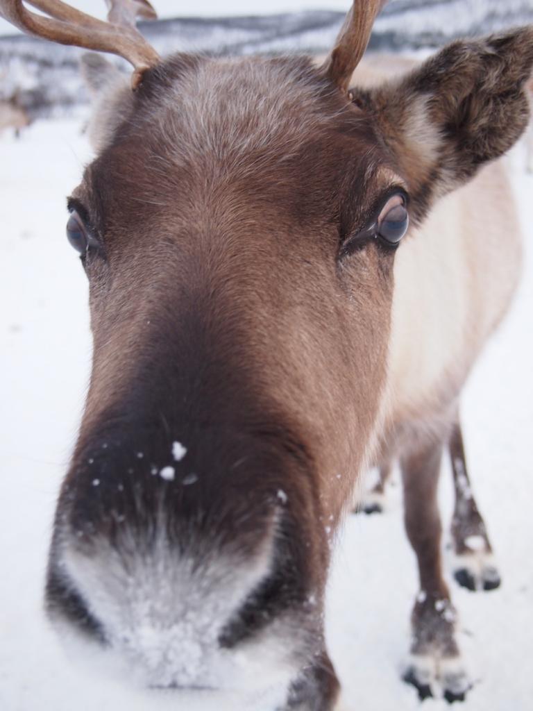 Travel guide to Tromsø in Norway The Art of Travel reindeer muzzle