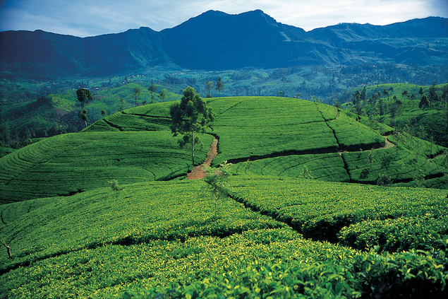 Why you should visit the highlands of Sri Lanka  The Art of Travel Hill Country Rolling Tea Estates