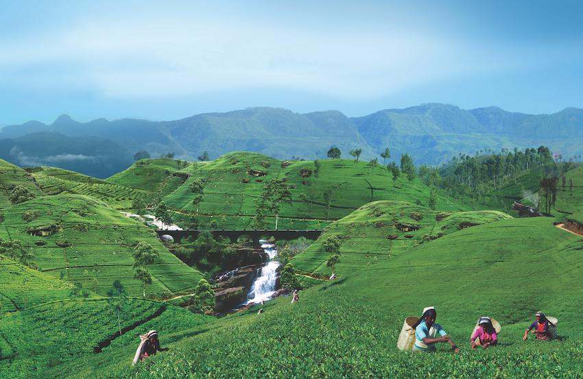 Why you should visit the highlands of Sri Lanka The Art of Travel Tea Plucking green