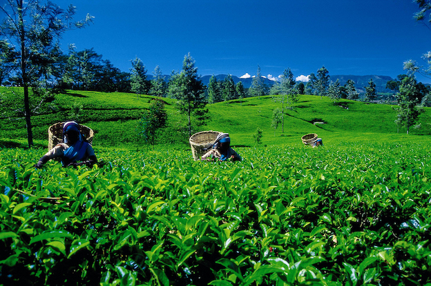 Why you should visit the highlands of Sri Lanka The Art of Travel Tea Plucking