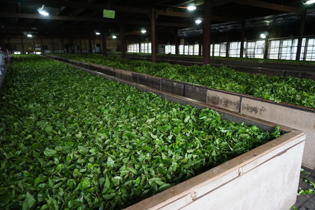 Why you should visit the highlands of Sri Lanka The Art of Travel tea leaves drying