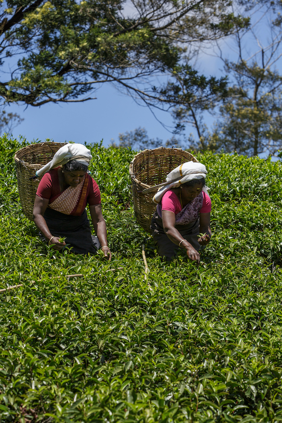 Why you should visit the highlands of Sri Lanka The Art of Travel tea pluckers